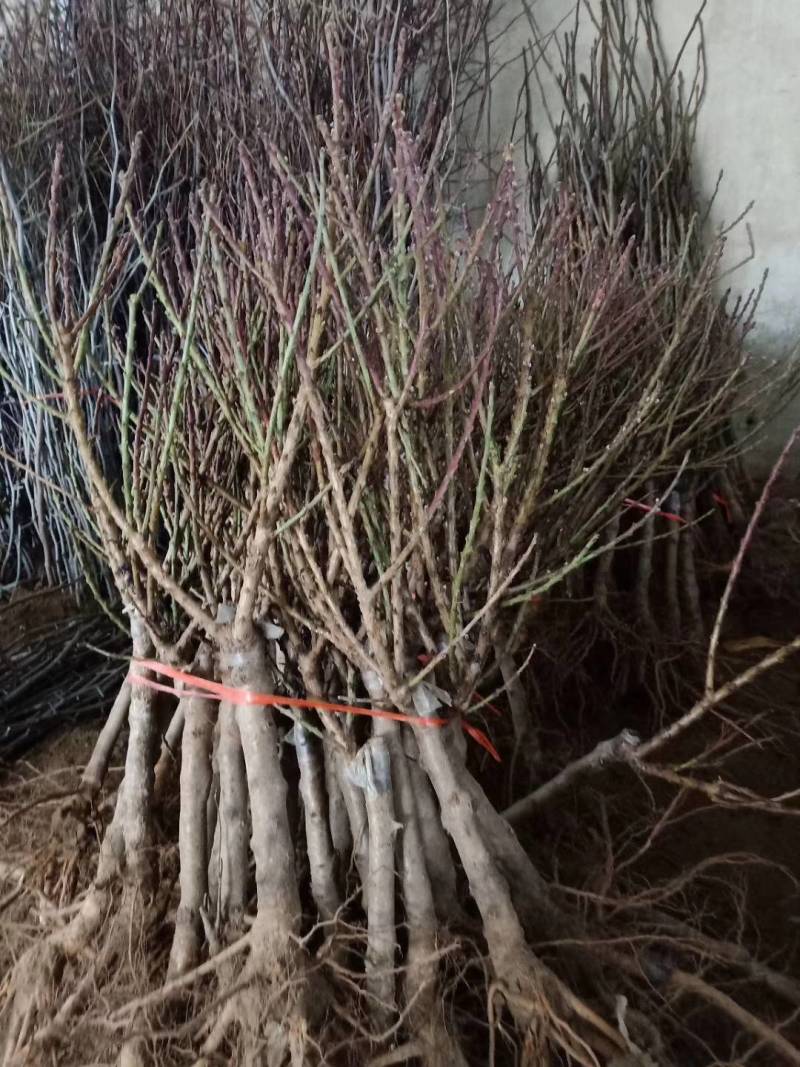 寿星桃树苗价格，寿星桃树苗基地，视频看货，保湿发货