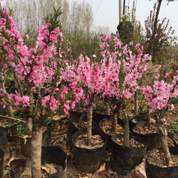 寿星桃树苗价格，寿星桃树苗基地，视频看货，保湿发货