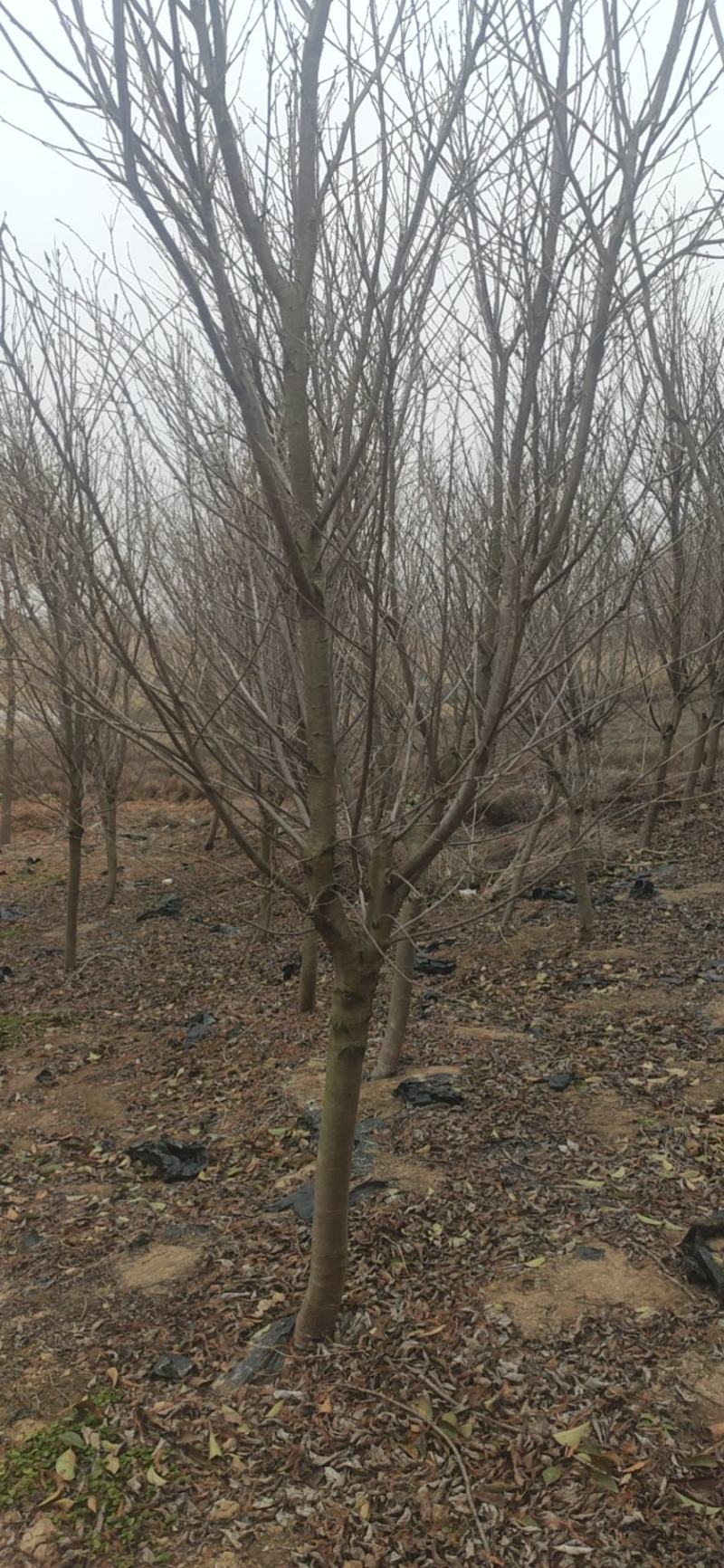 樱花树，日本早樱，日本晚樱，我苗圃种植300亩樱花树