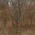樱花树，日本早樱，日本晚樱，我苗圃种植300亩樱花树