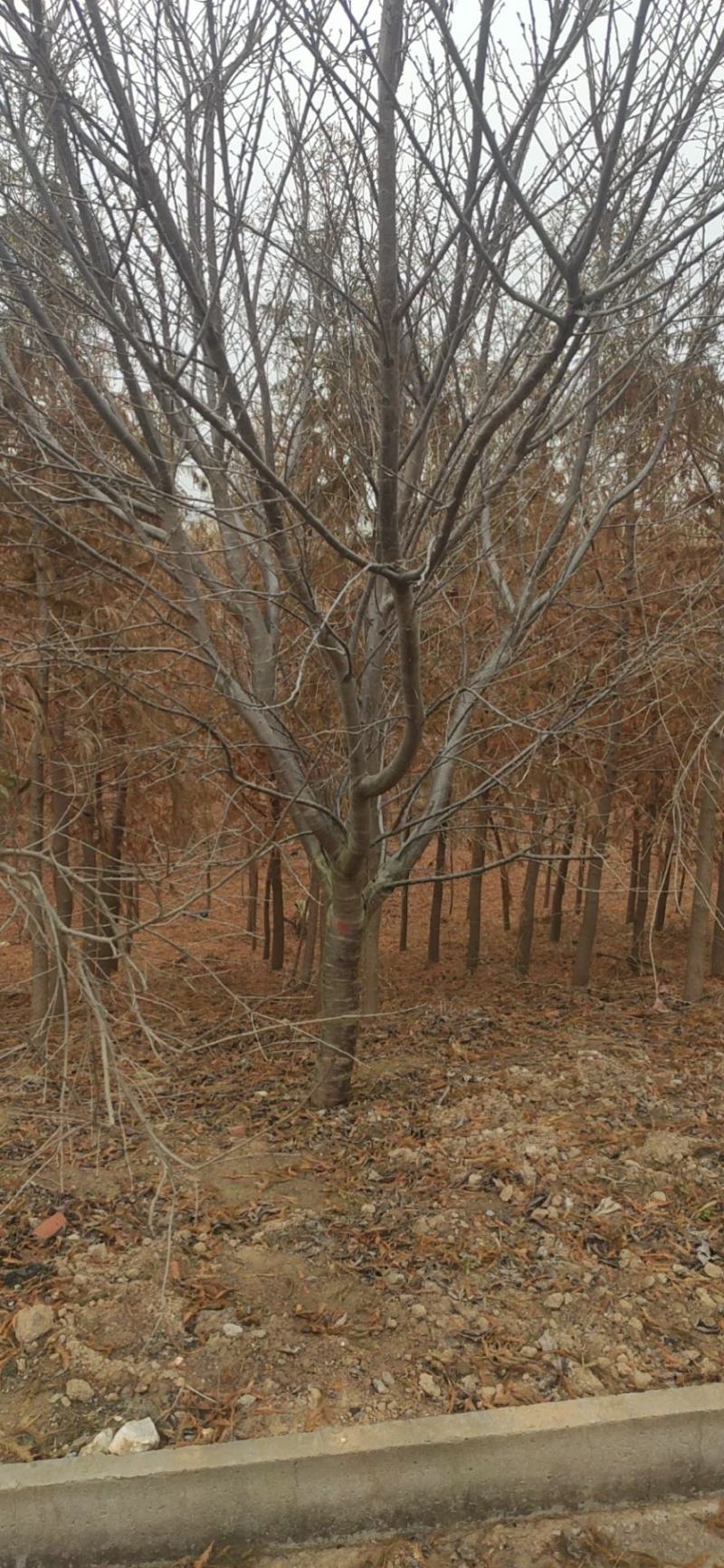 樱花树，日本早樱，日本晚樱，我苗圃种植300亩樱花树