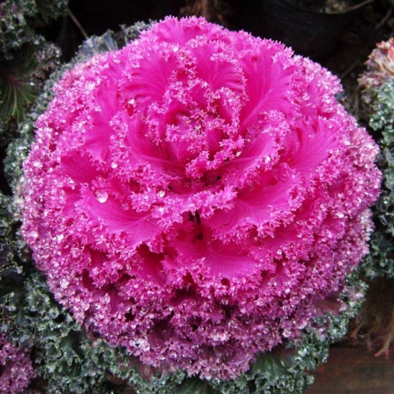 新型羽衣甘蓝种子花卉观赏食用紫色蔬菜籽苗四季播阳台盆栽