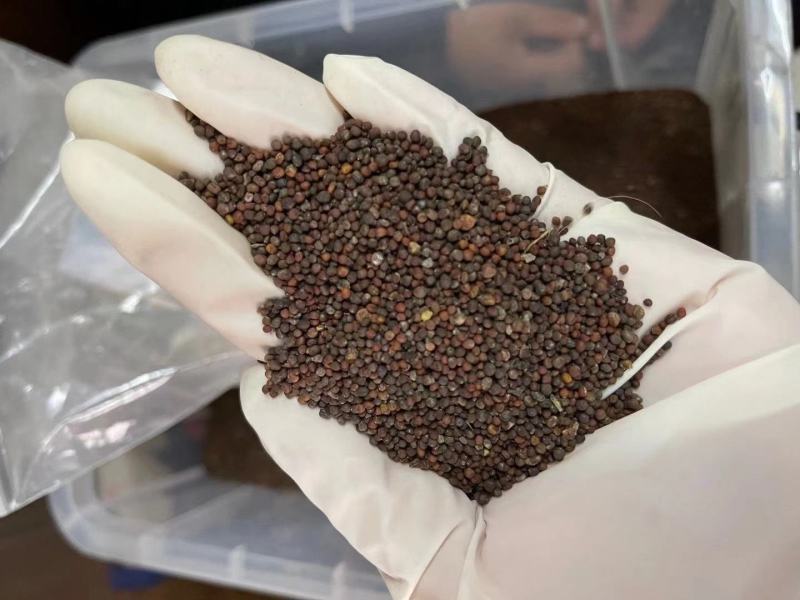 新型羽衣甘蓝种子花卉观赏食用紫色蔬菜籽苗四季播阳台盆栽