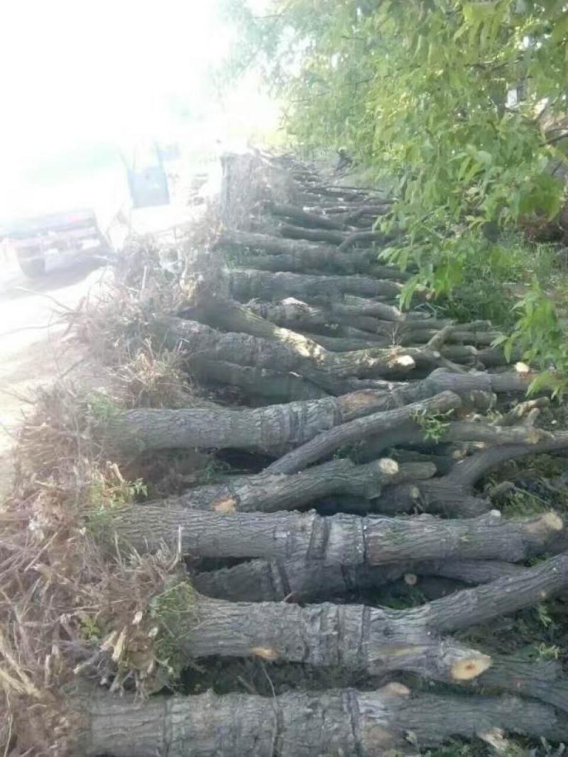 供应优质枣树苗冬枣苗苗圃基地供应成活率高