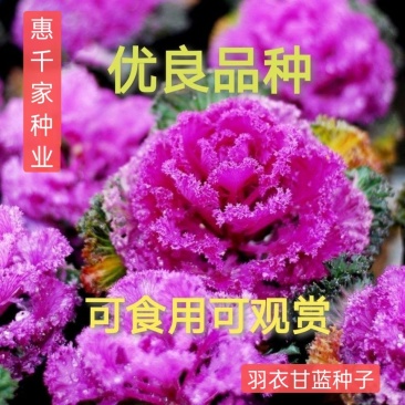 新型羽衣甘蓝种子花卉观赏食用紫色蔬菜籽苗四季播阳台盆栽
