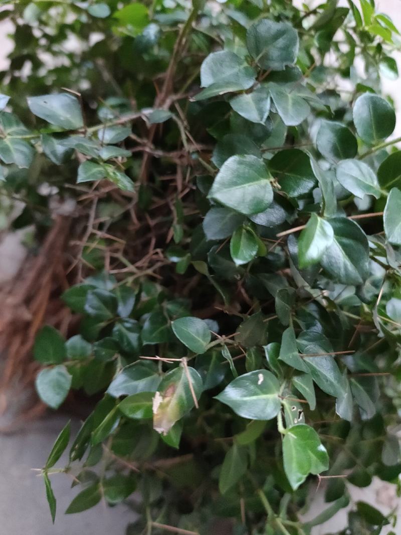 绣花针，虎刺，鸟不宿。
