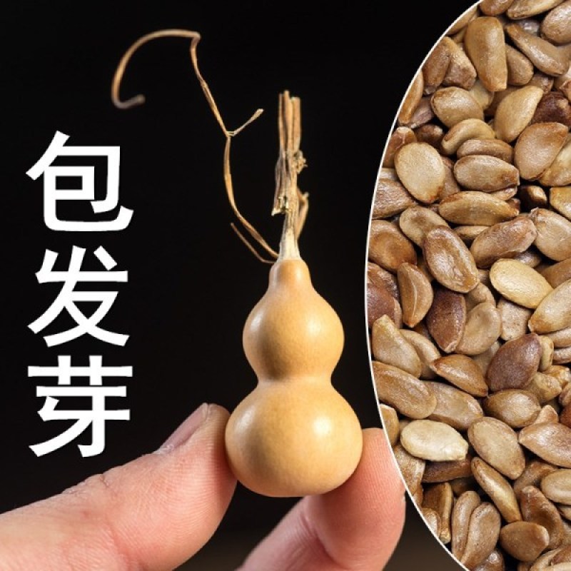 手捻葫芦种籽小葫芦种子迷你手捻瓢文玩葫芦种子葫芦苗秧种子