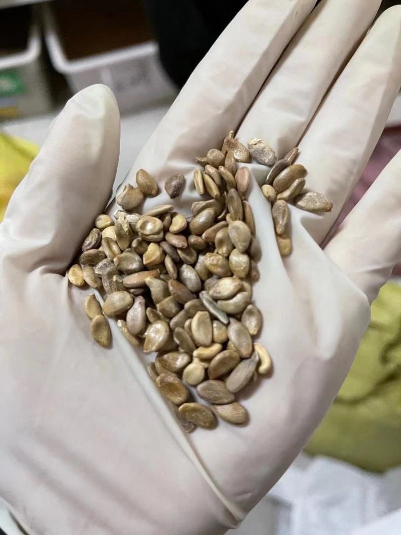 手捻葫芦种籽小葫芦种子迷你手捻瓢文玩葫芦种子葫芦苗秧种子