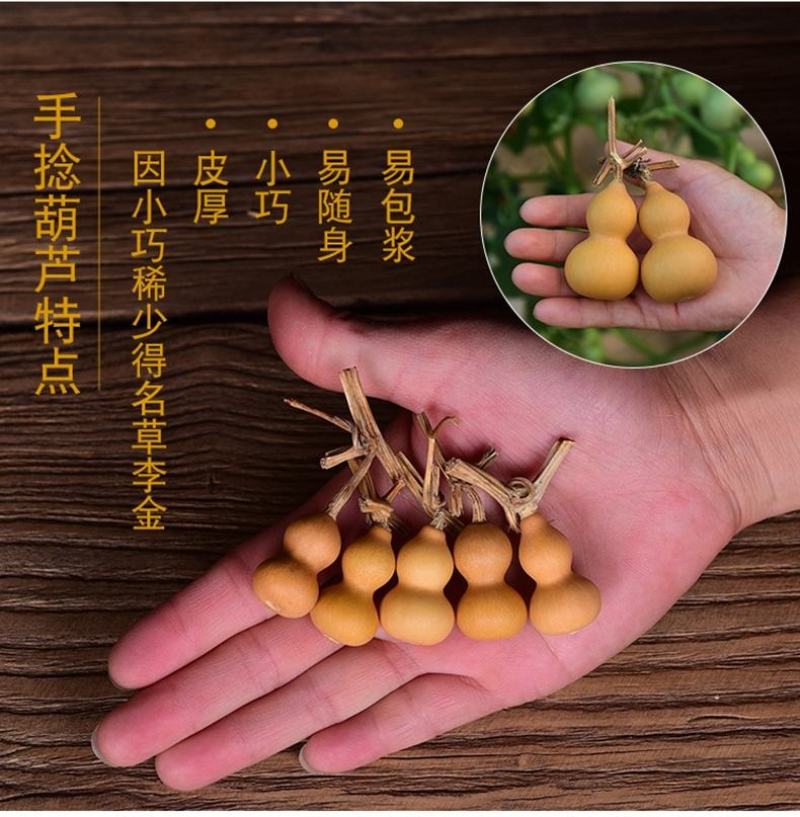 手捻葫芦种籽小葫芦种子迷你手捻瓢文玩葫芦种子葫芦苗秧种子