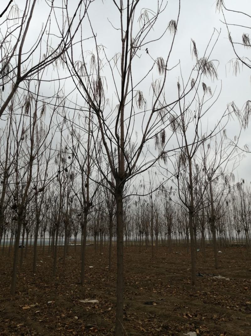 自己家苗圃梓树，无中介