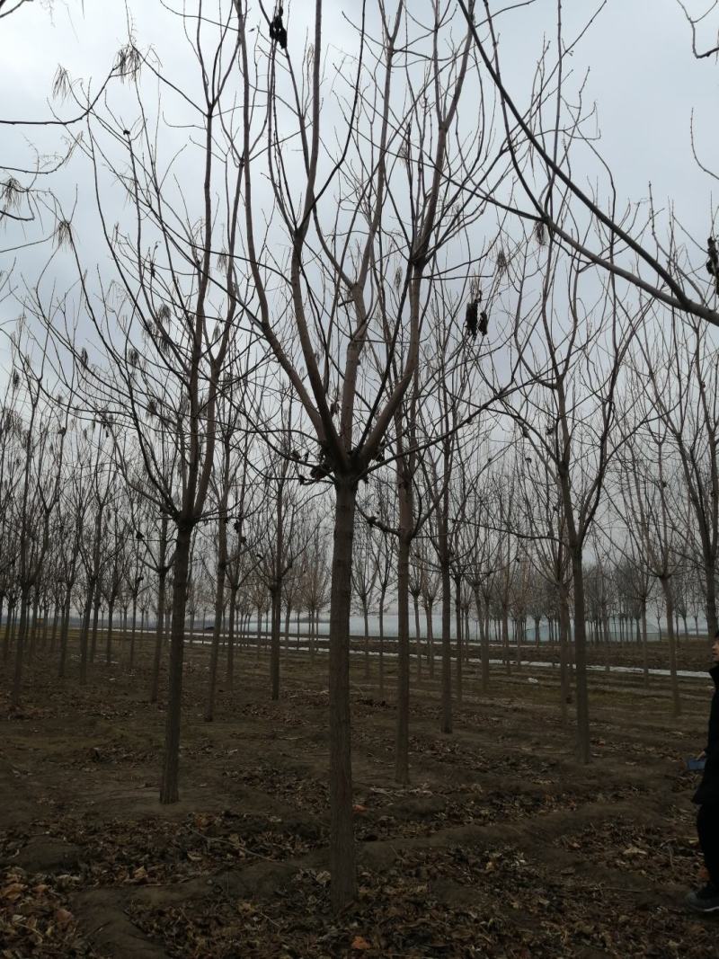 自己家苗圃梓树，无中介