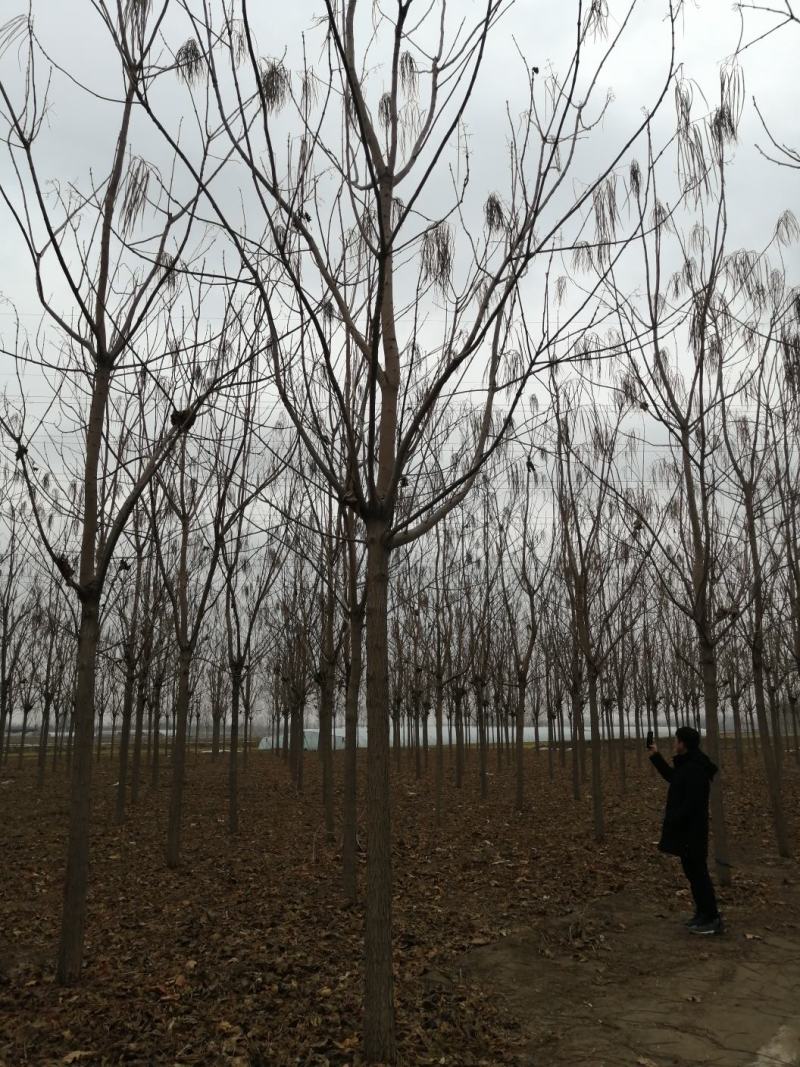 自己家苗圃梓树，无中介