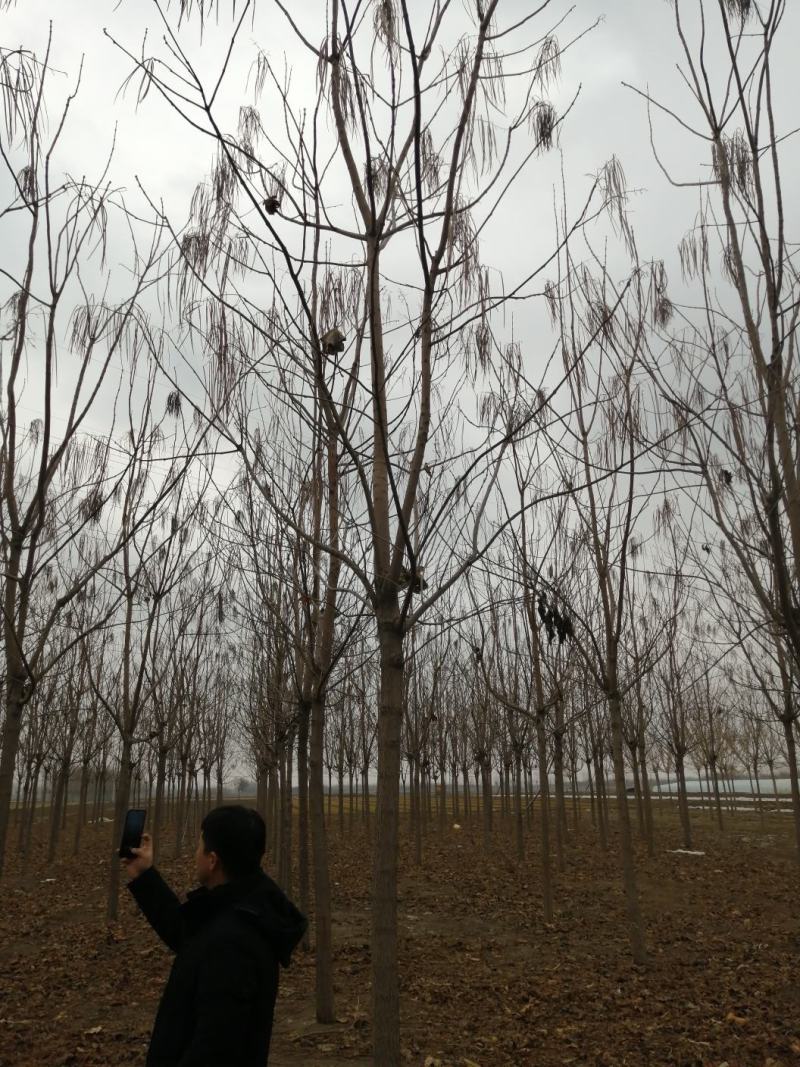 自己家苗圃梓树，无中介