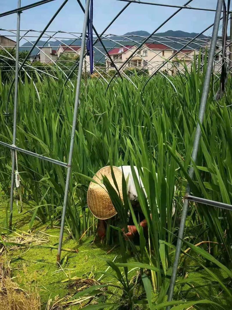 浙茭7号，品质保证，浙茭7号培育基地直发，浙江金华