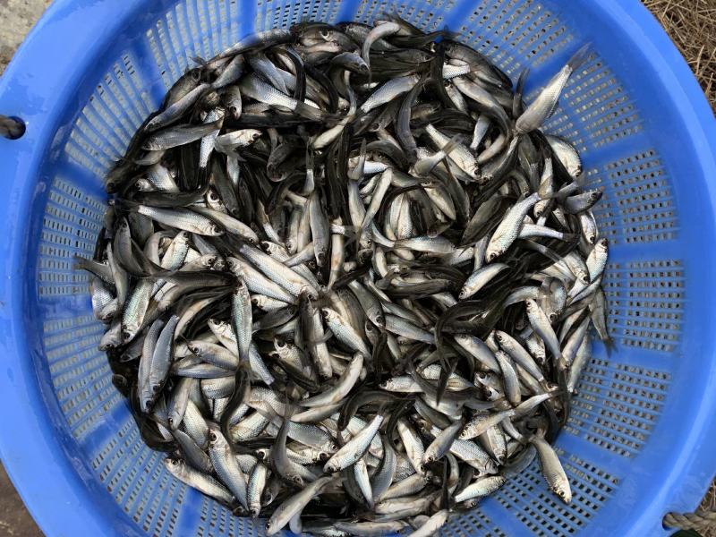 鲮鱼苗自产自销一手货源量大从优可现场参观考察