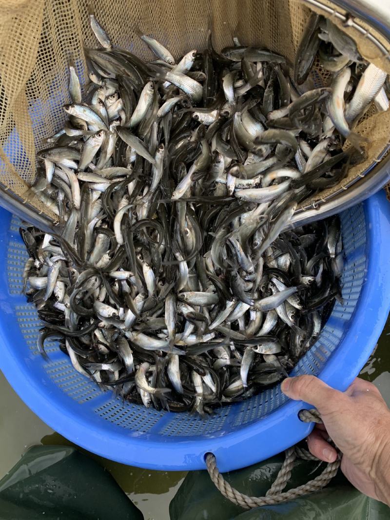 鲮鱼苗自产自销一手货源量大从优可现场参观考察