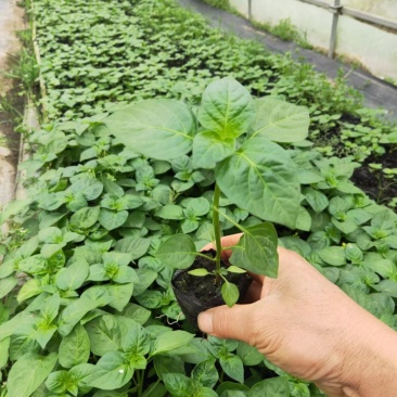 辣椒苗五彩辣椒苗七彩辣椒苗基地直销产量高的营养杯发