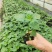 辣椒苗五彩辣椒苗七彩辣椒苗基地直销产量高的营养杯发