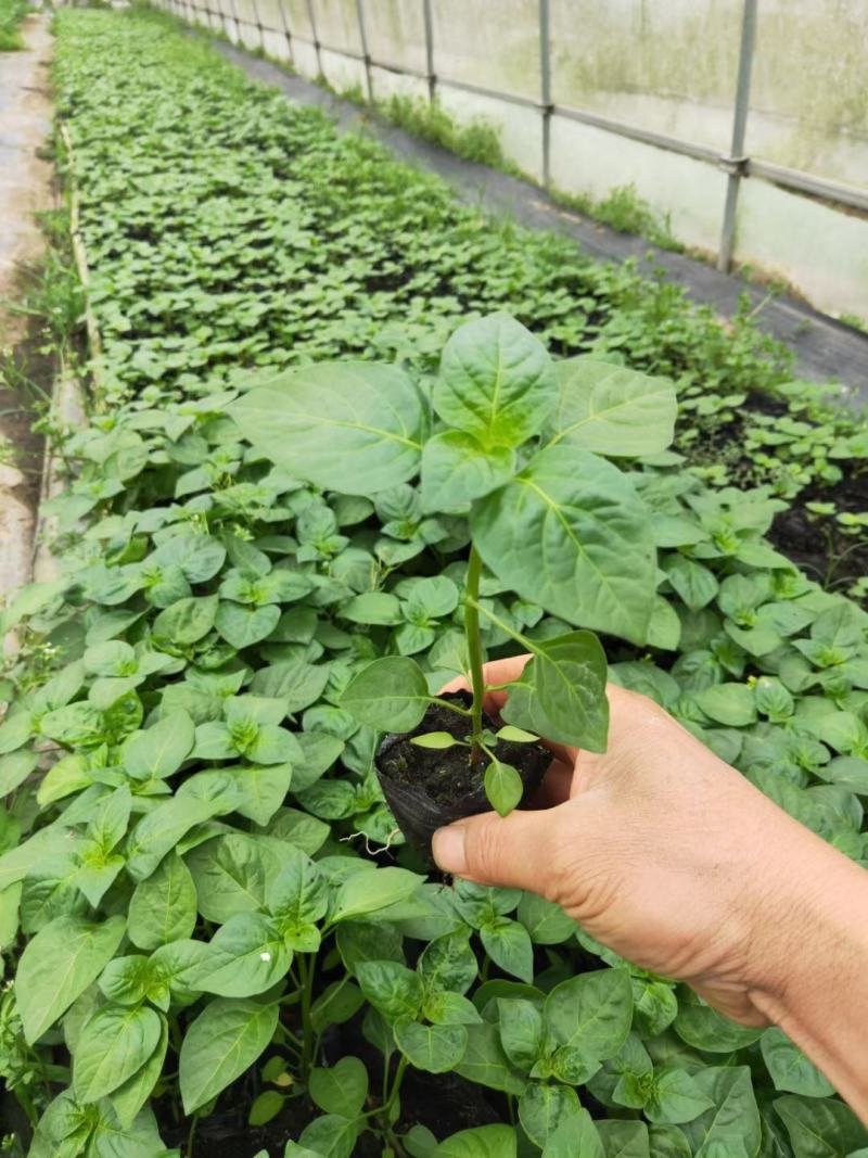 辣椒苗五彩辣椒苗七彩辣椒苗基地直销产量高的营养杯发