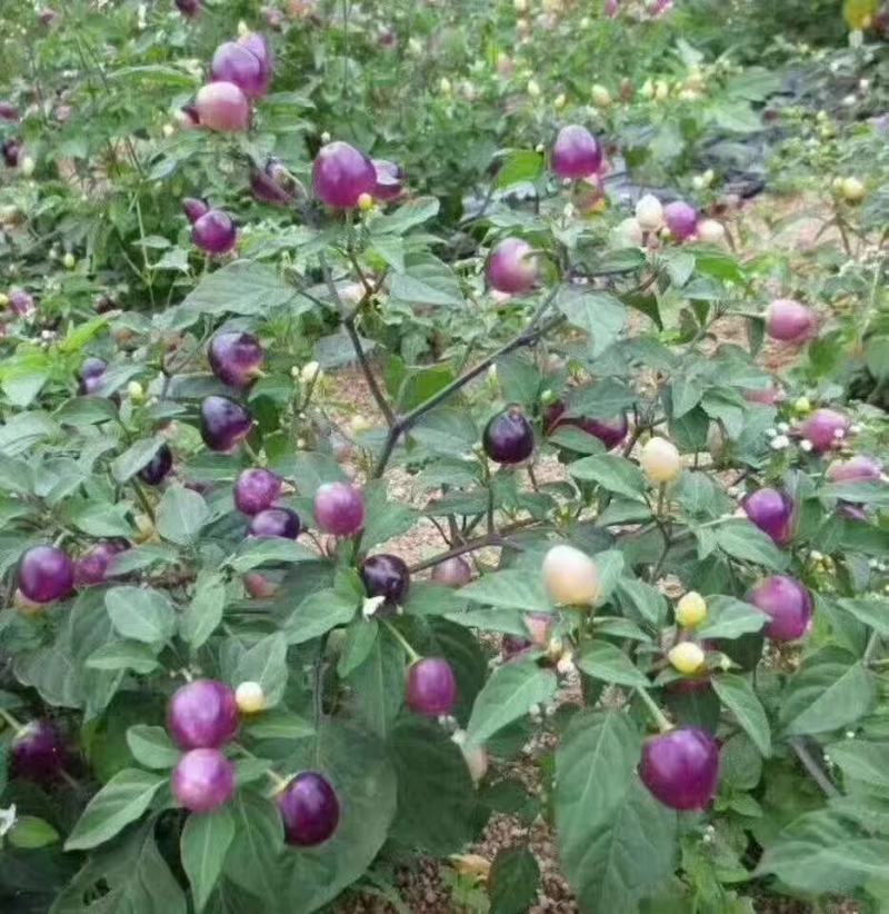 辣椒苗五彩辣椒苗七彩辣椒苗基地直销产量高的营养杯发