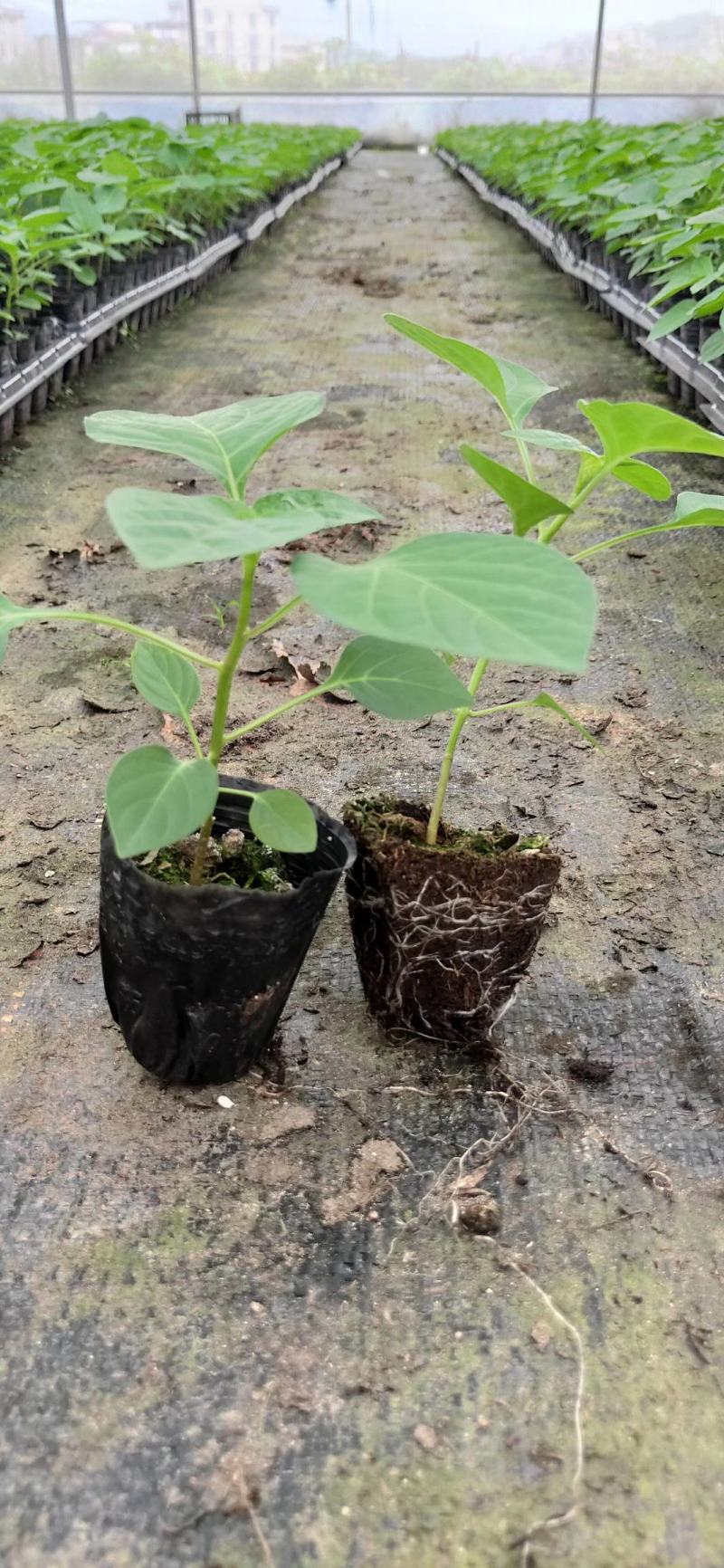 辣椒苗五彩辣椒苗七彩辣椒苗基地直销产量高的营养杯发