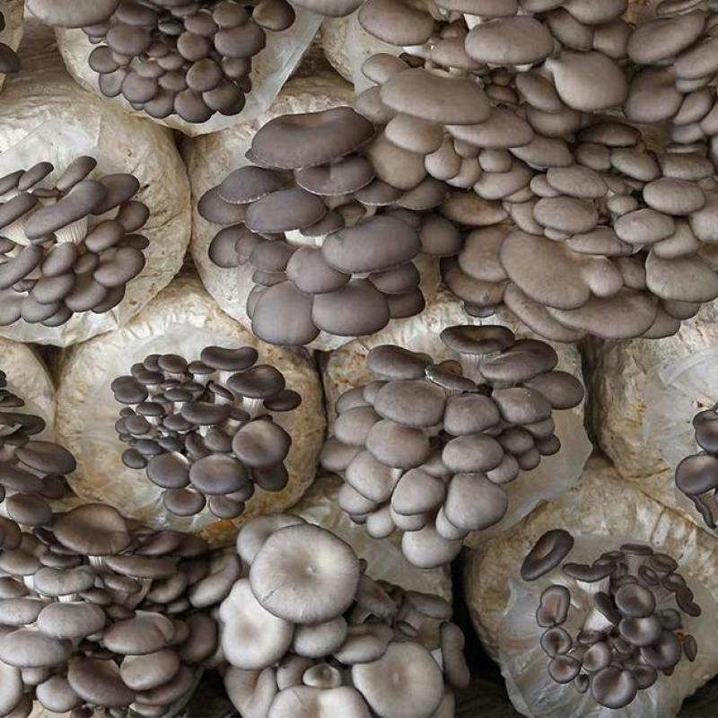 批发广温型优质高产抗病平菇菌种栽培种三级种