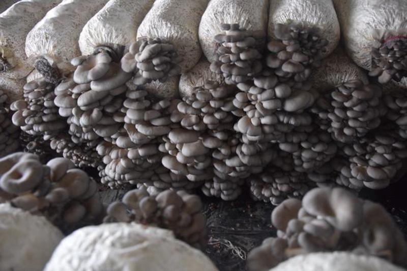 批发广温型优质高产抗病平菇菌种栽培种三级种