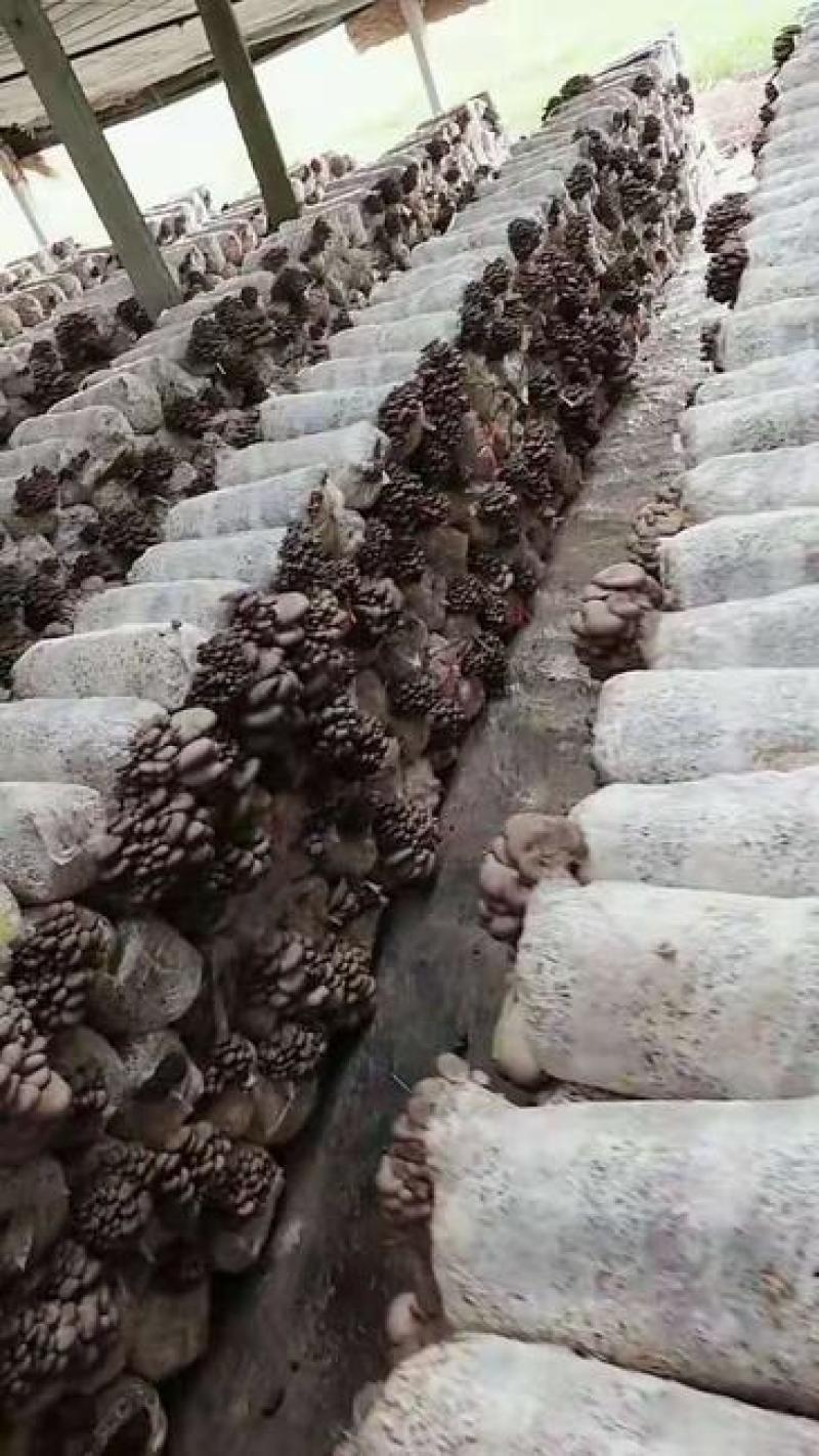 批发广温型优质高产抗病平菇菌种栽培种三级种