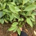 楠木苗醉香含笑树苗火力楠苗造林用材树火力楠袋苗包邮