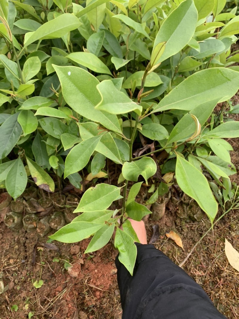 楠木苗醉香含笑树苗火力楠苗造林用材树火力楠袋苗包邮