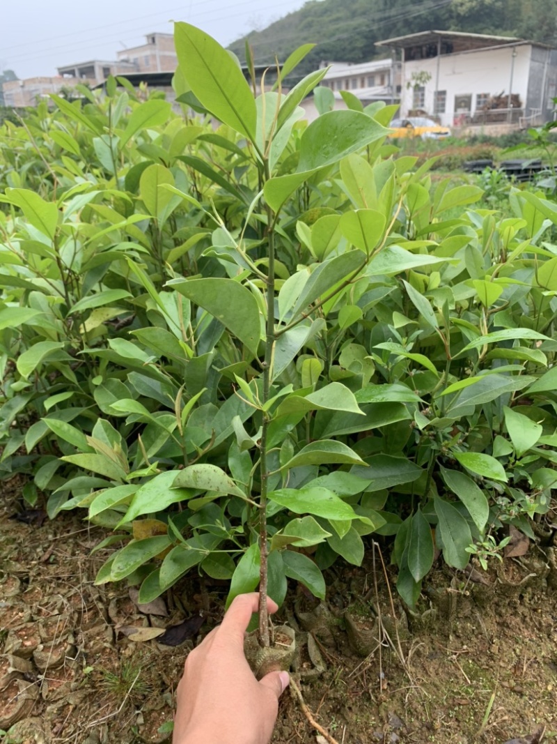 楠木苗醉香含笑树苗火力楠苗造林用材树火力楠袋苗包邮