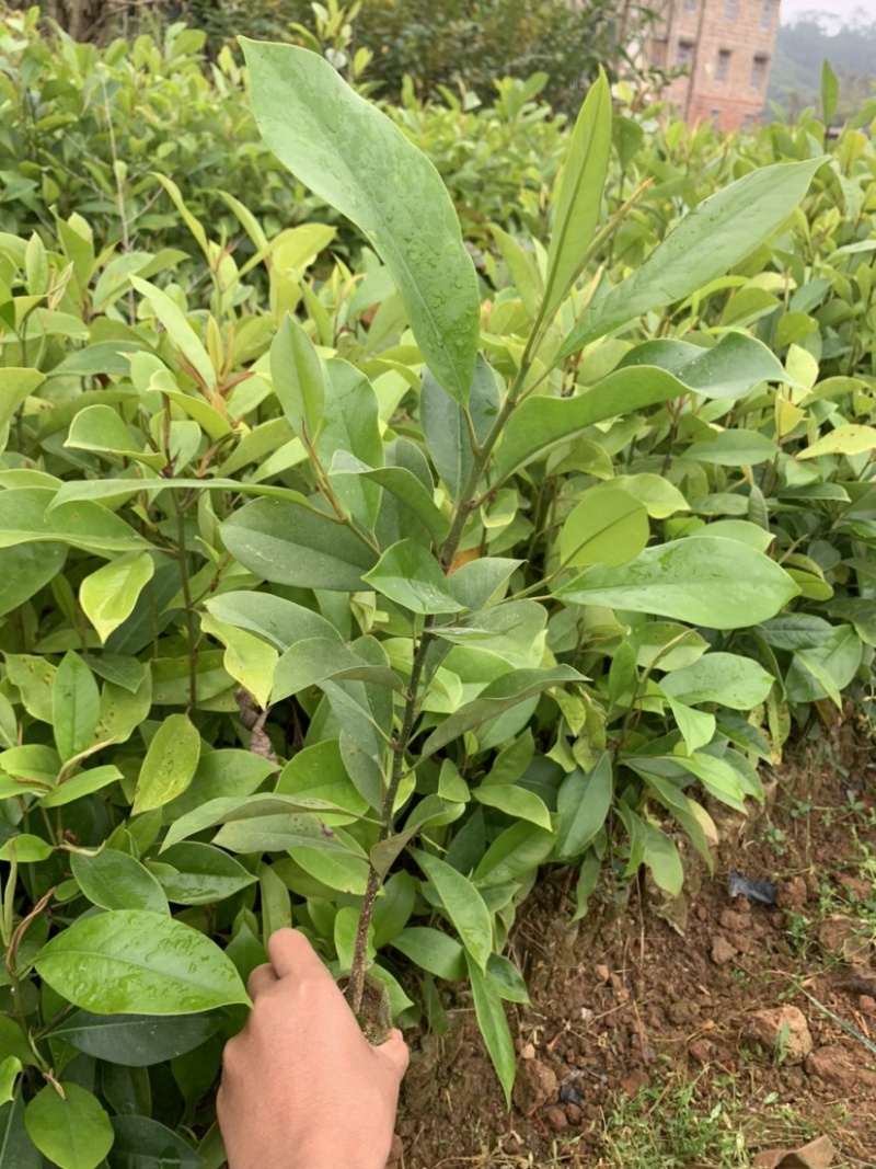 楠木苗醉香含笑树苗火力楠苗造林用材树火力楠袋苗包邮