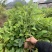 楠木苗醉香含笑树苗火力楠苗造林用材树火力楠袋苗包邮