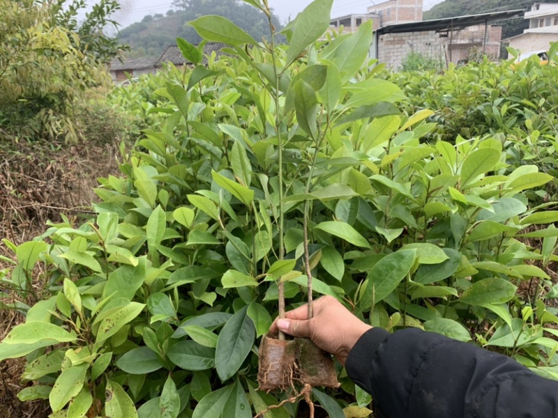 楠木苗醉香含笑树苗火力楠苗造林用材树火力楠袋苗包邮