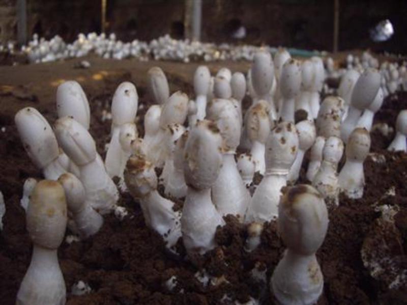 鸡腿菇菌种栽培种蘑菇菌种抗病抗杂鸡腿菇菌种