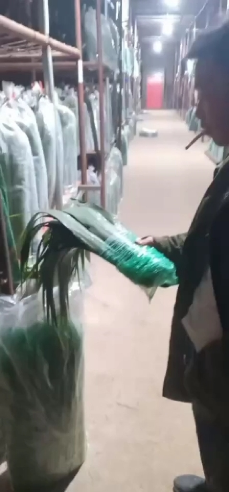 南方粽叶产地直销，产品包罗。联系我时请说在一亩田看见的