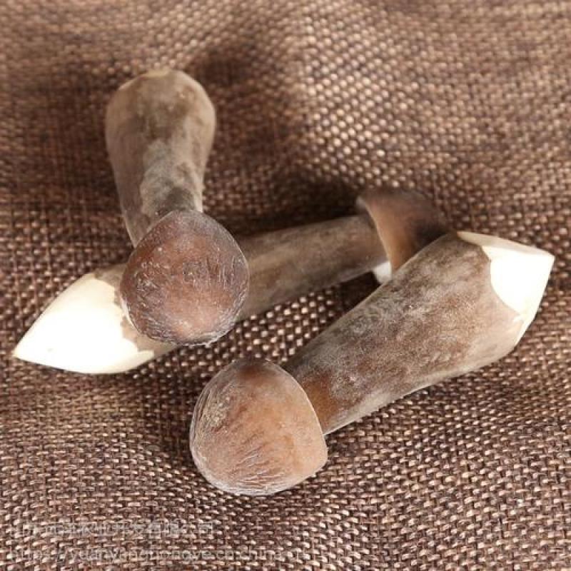 批发黑皮鸡枞菌菌种菌棒菌包一手货源诚信经营