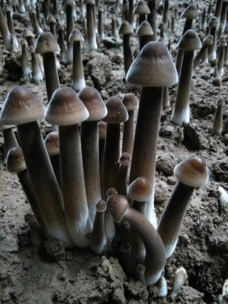 批发黑皮鸡枞菌菌种菌棒菌包一手货源诚信经营