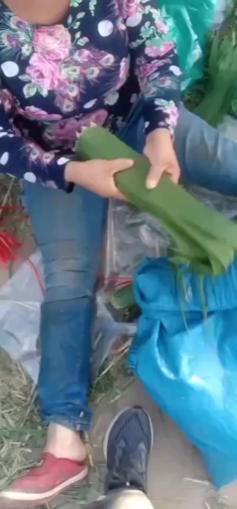 南方粽叶产地直销，产品包罗。联系我时请说在一亩田看见的
