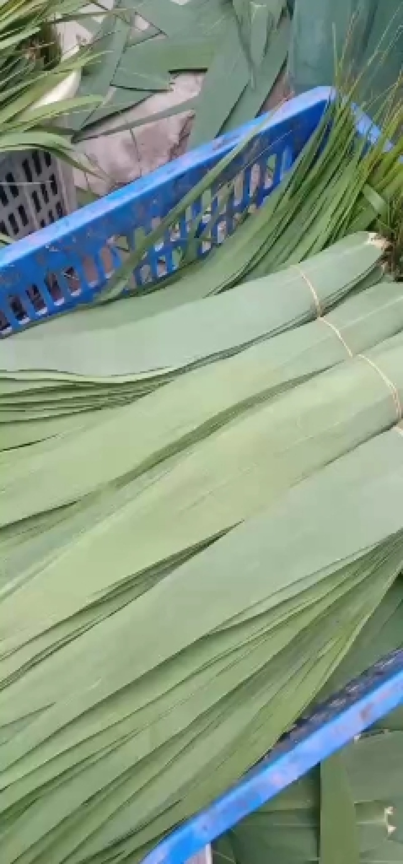 南方粽叶产地直销，产品包罗。联系我时请说在一亩田看见的