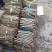正宗无絮杨树苗现挖现卖基地直销量大提供发票