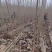 正宗无絮杨树苗现挖现卖基地直销量大提供发票