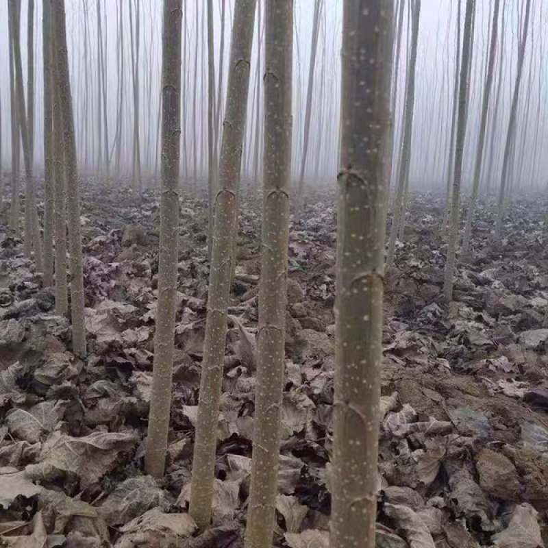 正宗无絮杨树苗现挖现卖基地直销量大提供发票