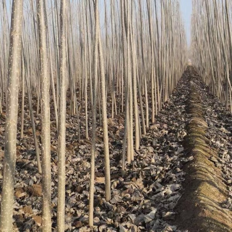 正宗无絮杨树苗现挖现卖基地直销量大提供发票