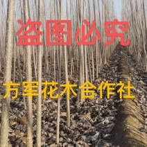 正宗无絮杨树苗现挖现卖基地直销量大提供发票