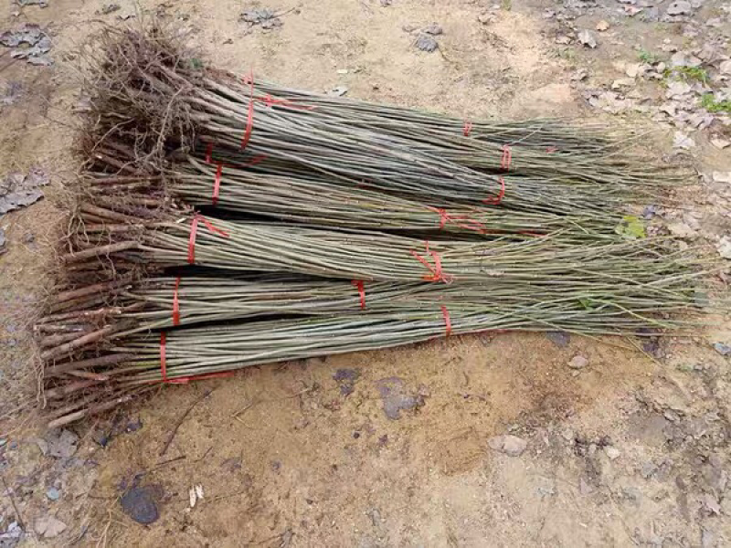 正宗无絮杨树苗现挖现卖基地直销量大提供发票
