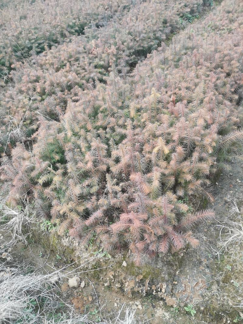 基地大量供应一年杉木小苗，杉树小苗，高度20公分杉木