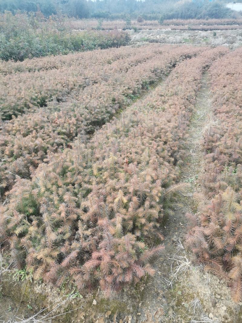基地大量供应一年杉木小苗，杉树小苗，高度20公分杉木