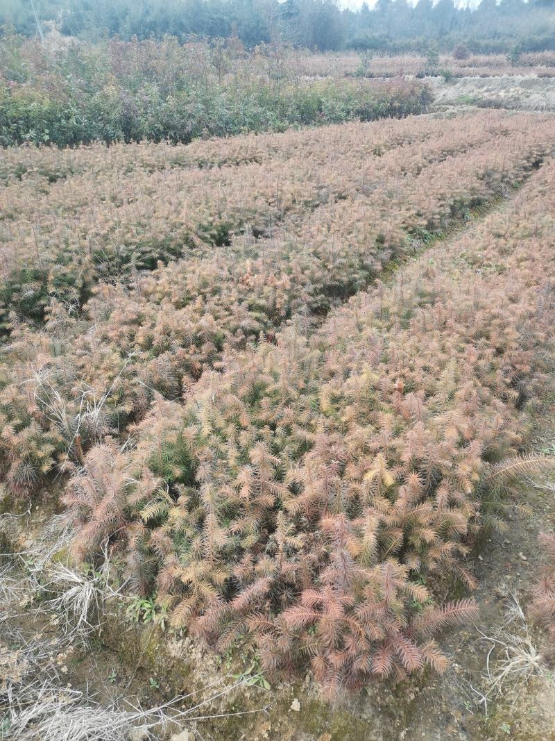 基地大量供应一年杉木小苗，杉树小苗，高度20公分杉木