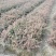基地大量供应一年杉木小苗，杉树小苗，高度20公分杉木